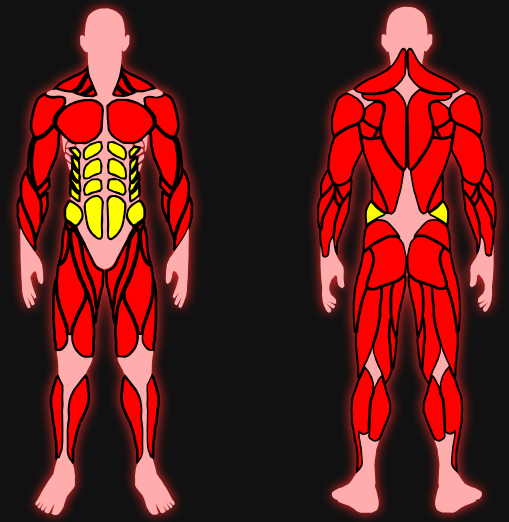 Músculo abdominal destacado